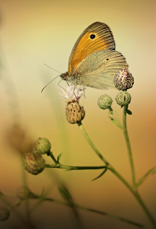 butterfly  brown  wings