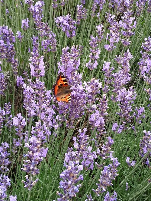 butterfly  lavender  little fox