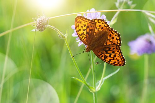 butterfly  edelfalter  summer