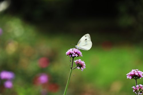 butterfly  flower  garden