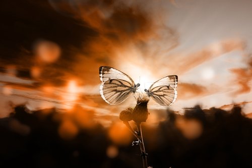butterfly  sunset  backlighting