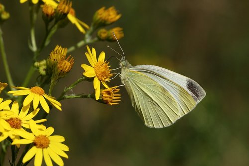 butterfly  nature  yellow flower