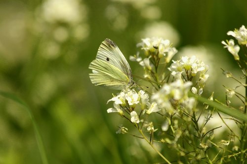 butterfly  insect  white flowers