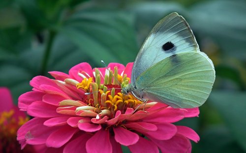 butterfly  insect  nature