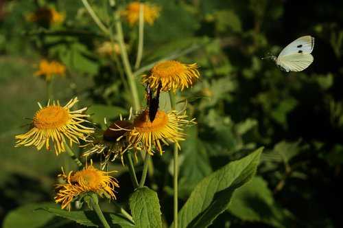 butterfly  sunflower  garden