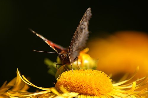 butterfly  sunflower  close up