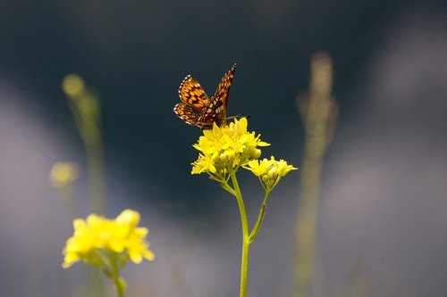 butterfly  nature  macro