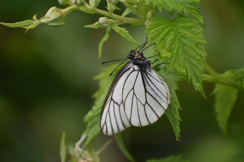 butterfly  white  sitting