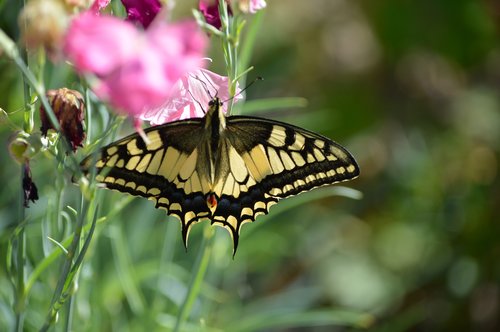 butterfly  dovetail  butterflies