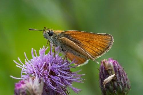 butterfly  blossom  bloom