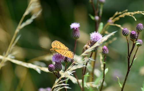 butterfly  meadow  insects