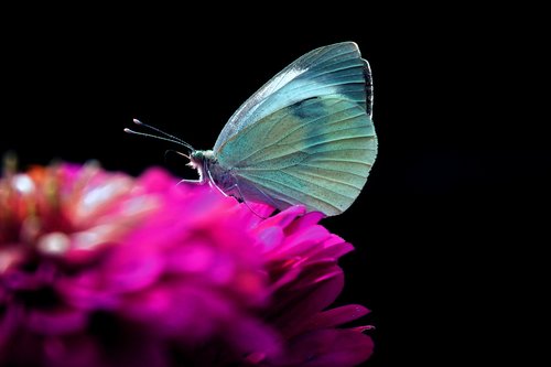 butterfly  insect  flower