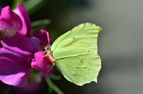 butterfly  close up  green
