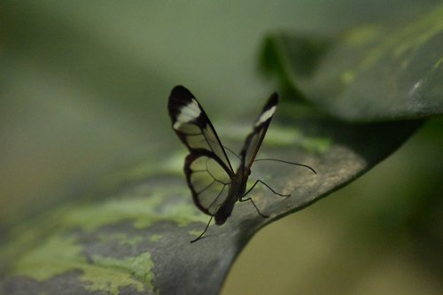 butterfly  green  nature