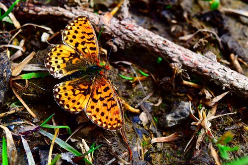 butterfly  alpine fritillary  insect