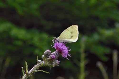 butterfly  flower  meadow