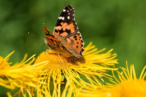 butterfly  flower  yellow