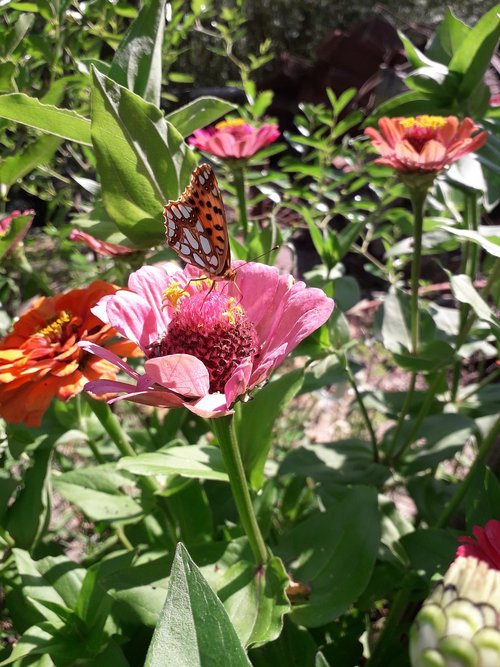 butterfly  garden  flower