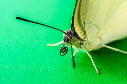 butterfly insect