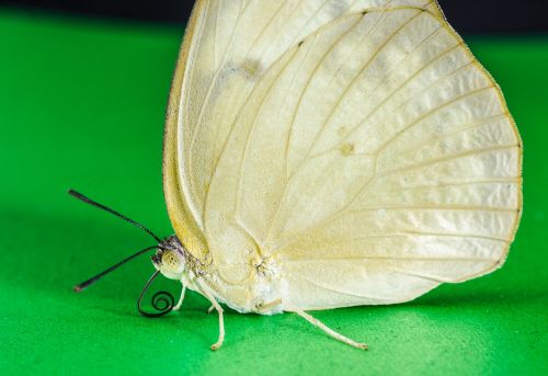 butterfly insect