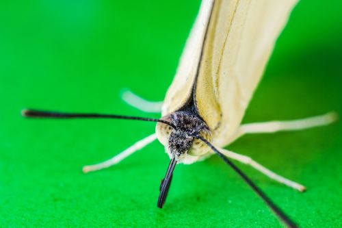 butterfly insect