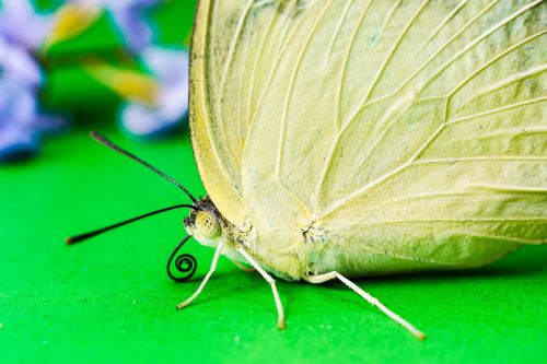 butterfly insect