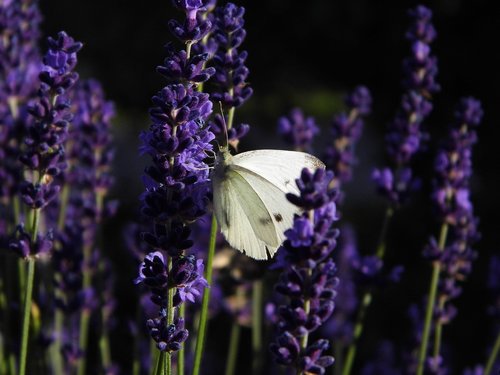 butterfly  lavender  garden