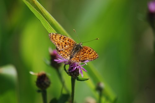 butterfly  nature  summer