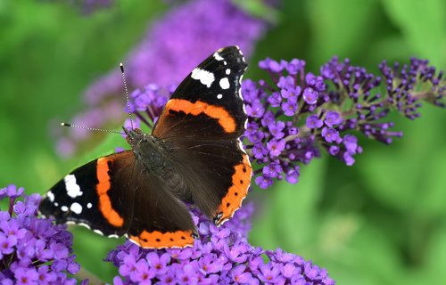 butterfly  admiral  vanessa atalanta