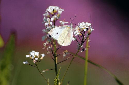 butterfly  insect  white flowers