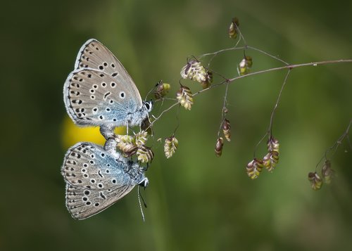 butterfly  blue  mating