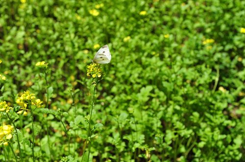 butterfly  meadow  white