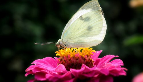 butterfly  insect  flower