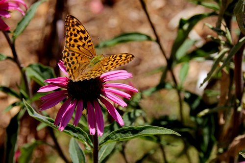 butterfly  fritillary  nature