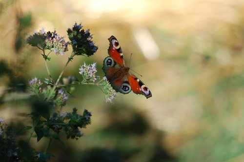 butterfly  summer  insect