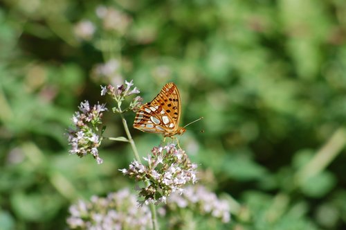 butterfly  flowers  summer