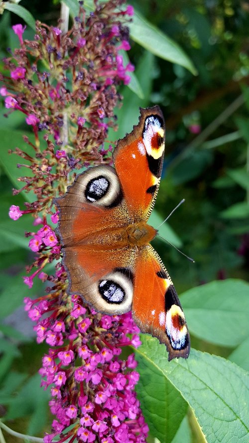 butterfly  nature  insect