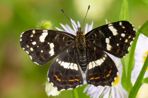 butterfly  summer  blossom