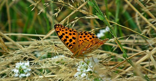 butterfly  insect  meadow