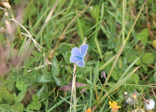 butterfly  blue butterfly  nature