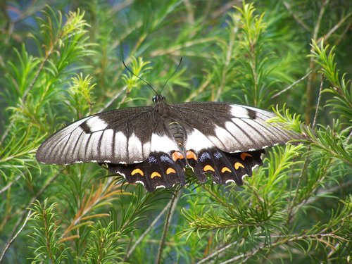 butterfly  shrub  nature