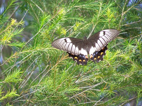 butterfly  shrub  nature