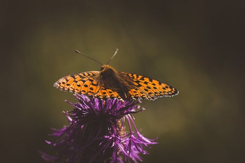 butterfly  fritillary  orange