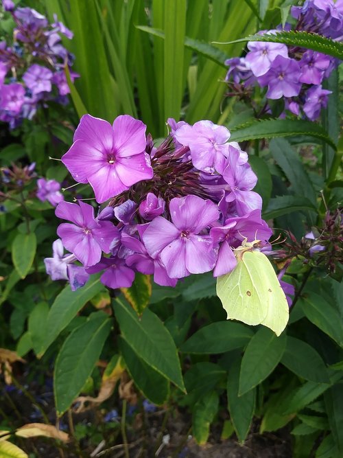 butterfly  gonepteryx rhamni  blossom