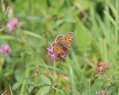 butterfly  orange butterfly  butterfly orange