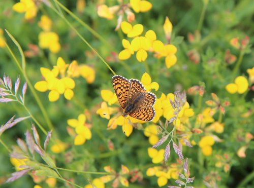 butterfly  orange butterfly  butterfly orange