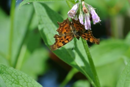 butterfly insect animal