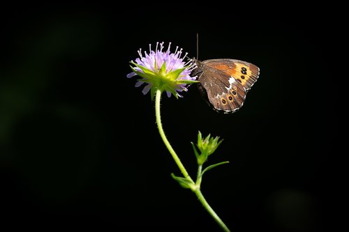 butterfly  flower  animal