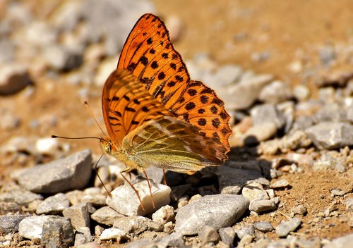 butterfly  insect  animal