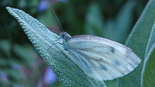 butterfly  butterflies  white ling